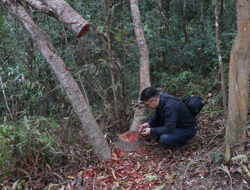 Gốc và phần ngọn của cây gỗ còn sót lại tại hiện trường rừng đặc đụng Mường Phăng. (Ảnh: Xuân Tiến/TTXVN)