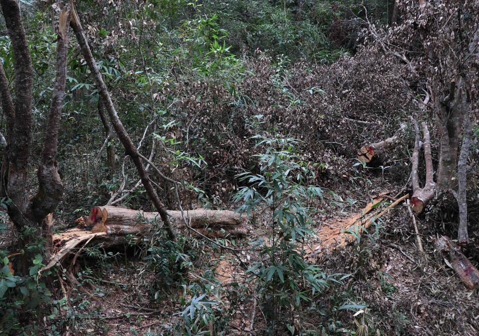 Hiện trường một điểm triệt hạ cây cổ thụ và sơ chế gỗ ngay trong rừng đặc dụng Mường Phăng. (Ảnh: Xuân Tiến/TTXVN)