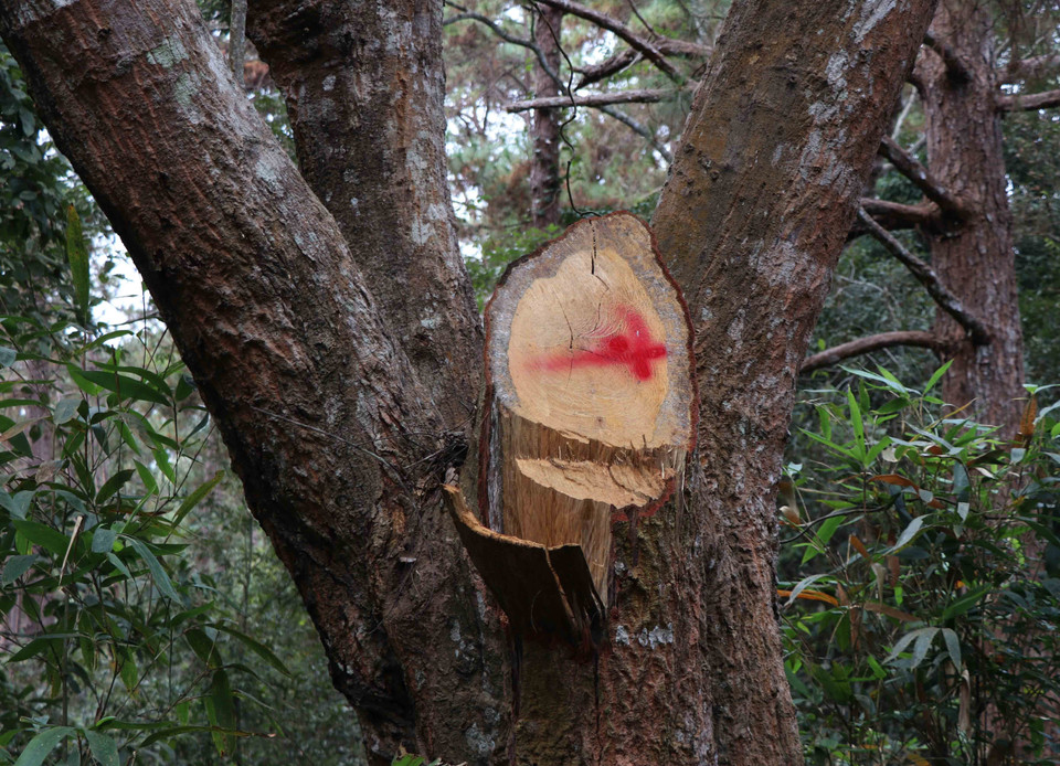 Vết tích một cành cây to trên thân cổ thụ bị lâm tặc triệt hạ. (Ảnh: Xuân Tiến/TTXVN)