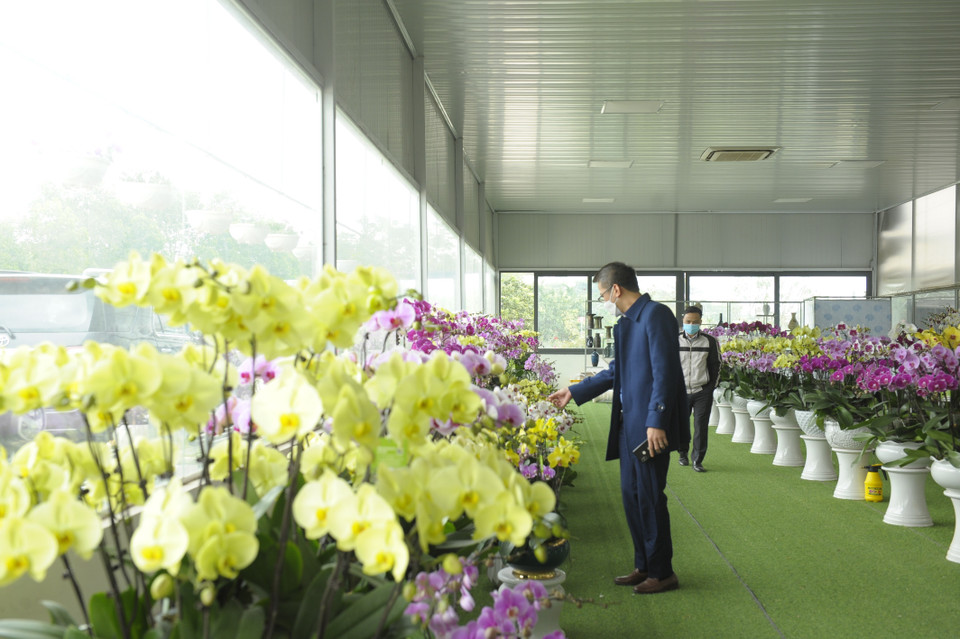Tại huyện Mê Linh hiện nay không chỉ có hoa hồng, hoa cúc, ly... mà người dân ở đây còn ứng dụng công nghệ trồng và chăm sóc nhiều loại hoa lan, cho giá trị kinh tế cao. (Ảnh Mạnh Khánh/TTXVN)