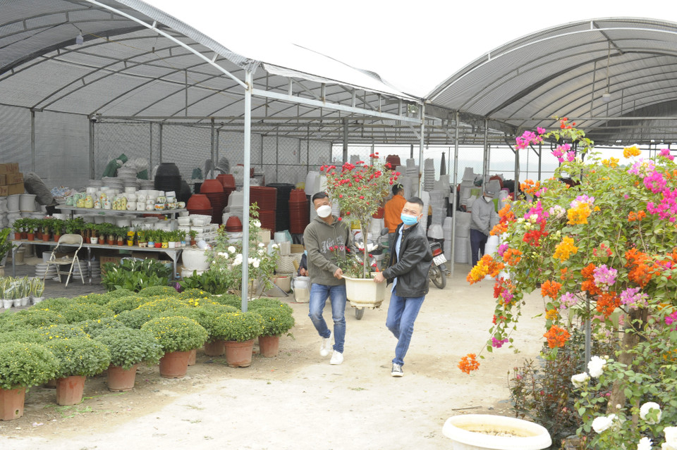 Còn khoảng 1 tháng nữa mới đến Tết Nguyên đán Nhâm Dần nhưng nhiều người đã tìm đến Mê Linh để mua hoa. ((Ảnh Mạnh Khánh/TTXVN))