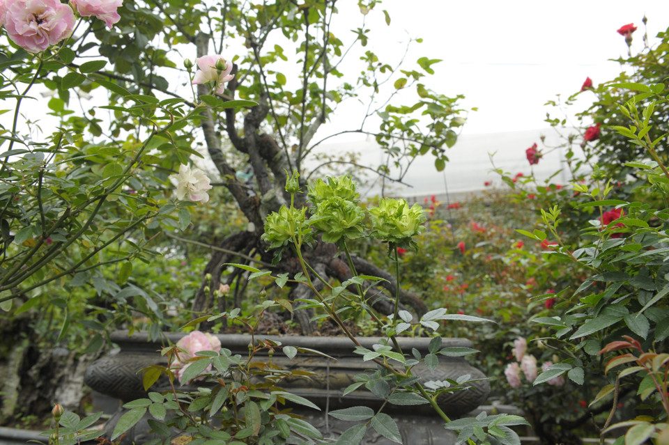 Người dân xã Mê Linh ngoài trồng hồng cắt bông thì một số người dân đã chuyển sang trồng hồng thế cho thu nhập cao. (Ảnh Mạnh Khánh/TTXVN)