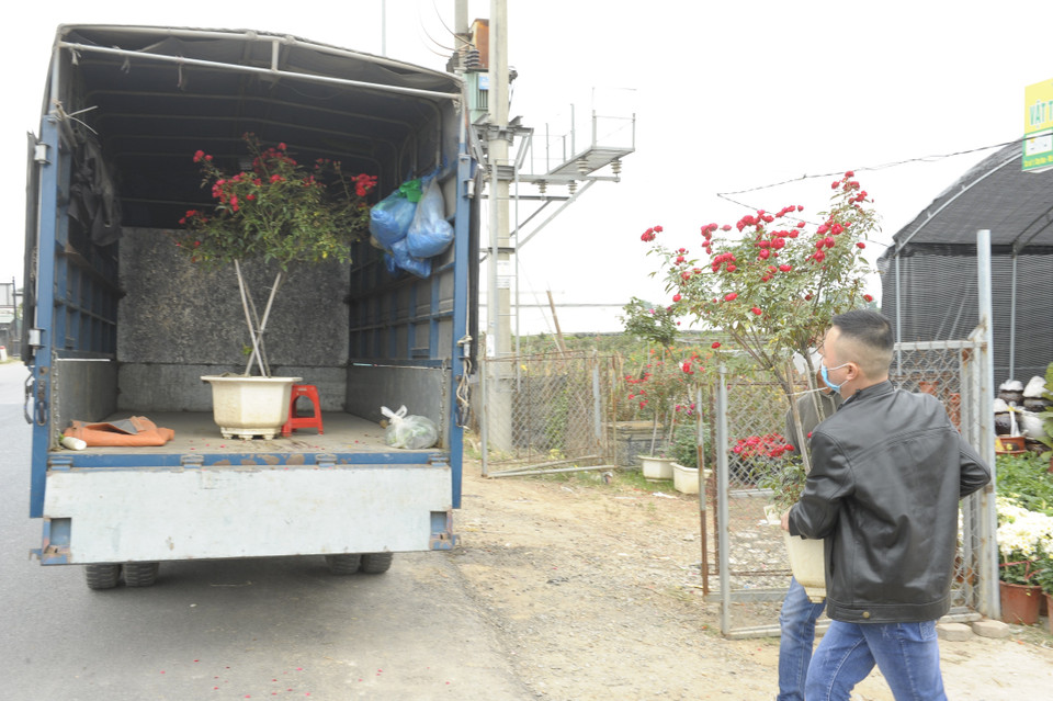 Còn khoảng 1 tháng nữa mới đến Tết Nguyên đán Nhâm Dần nhưng nhiều người đã tìm đến Mê Linh để mua hoa. (Ảnh Mạnh Khánh/TTXVN)