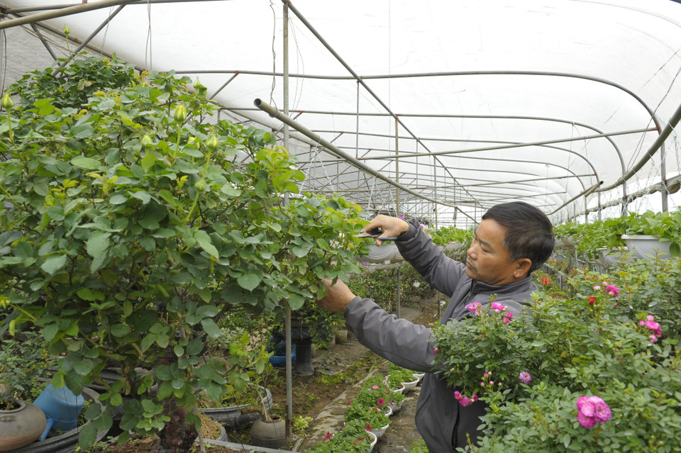 Anh Phạm Đức Tài, Hội trưởng hội hoa hồng Mê Linh cho biết một cây hồng thế dáng đẹp phải mất nhiều năm chăm sóc, cắt tỉa nhưng có giá thành cao, được nhiều người tìm mua. (Ảnh Mạnh Khánh/TTXVN)