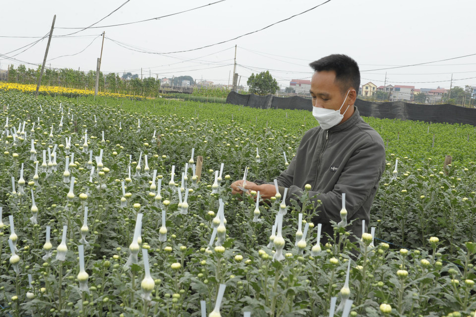 Xã Đại Thịnh, huyện Mê Linh nổi tiếng với việc trồng các loại hoa cúc. Một năm người dân ở đây có thể trồng được 3-4 vụ hoa cúc. (Ảnh Mạnh Khánh/TTXVN)