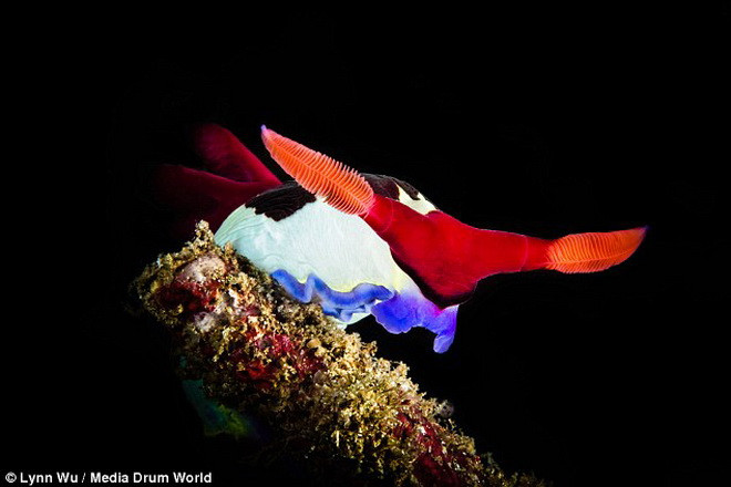 Loài sên biển Chamberlain's Nembrotha. (Nguồn: Daily Mail)