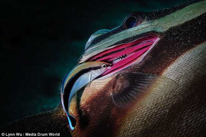 Cá mó bàng chài bên một con cá dơi. (Nguồn: Daily Mail)