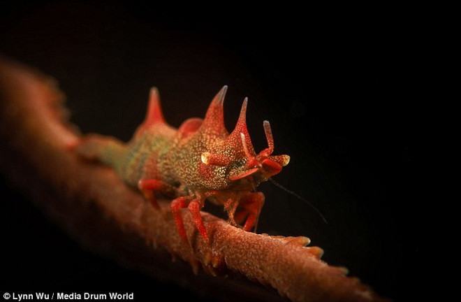 Tôm rồng. (Nguồn: Daily Mail)