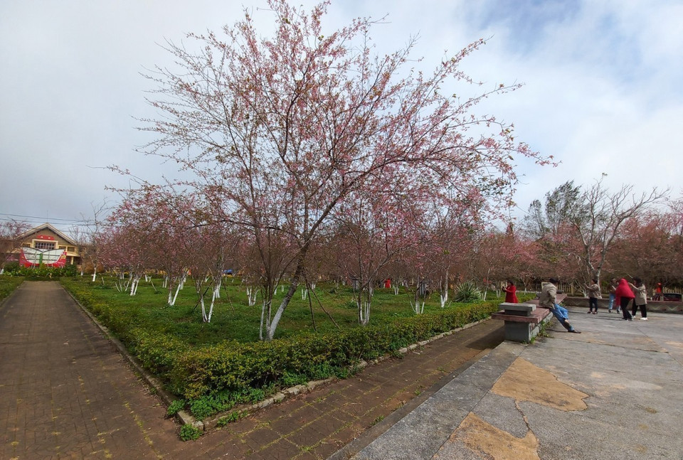 Vườn Mai anh đào tại Quảng trường thị trấn Măng Đen. (Ảnh: Dư Toán/TTXVN)