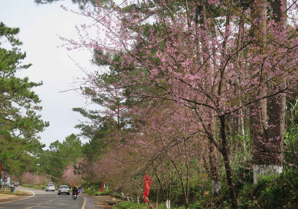Tuyến đường dẫn vào thị trấn Măng Đen được phủ đầy Mai anh đào. (Ảnh: Dư Toán/TTXVN)