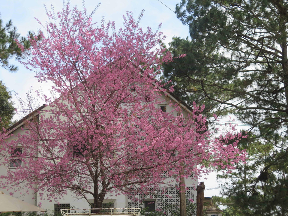 Mai anh đào nở rộ đúng dịp Tết Nguyên đán là điều hiếm từ trước đến nay. (Ảnh: Dư Toán/TTXVN)