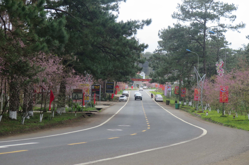 Mai anh đào tạo nên một thị trấn Măng Đen đầy sắc hoa trong dịp Tết cổ truyền, tạo điều kiện lý tưởng cho du khách đến tham quan, thưởng lãm. (Ảnh: Dư Toán/TTXVN)