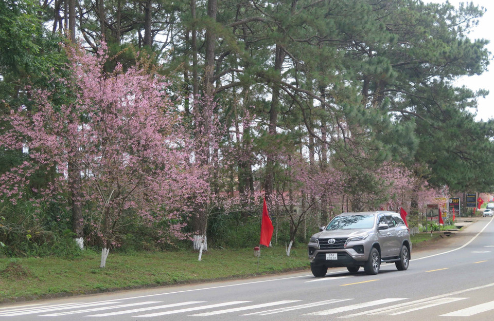 Lần đầu tiên sau nhiều năm, Mai anh đào tại thị trấn Măng Đen, huyện Kon Plông, tỉnh Kon Tum nở đúng vào dịp Tết Nguyên đán Quý Mão 2023. (Ảnh: Dư Toán/TTXVN)