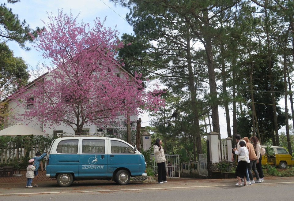 Du khách thích thú với Mai anh đào tại thị trấn Măng Đen. (Ảnh: Dư Toán/TTXVN)