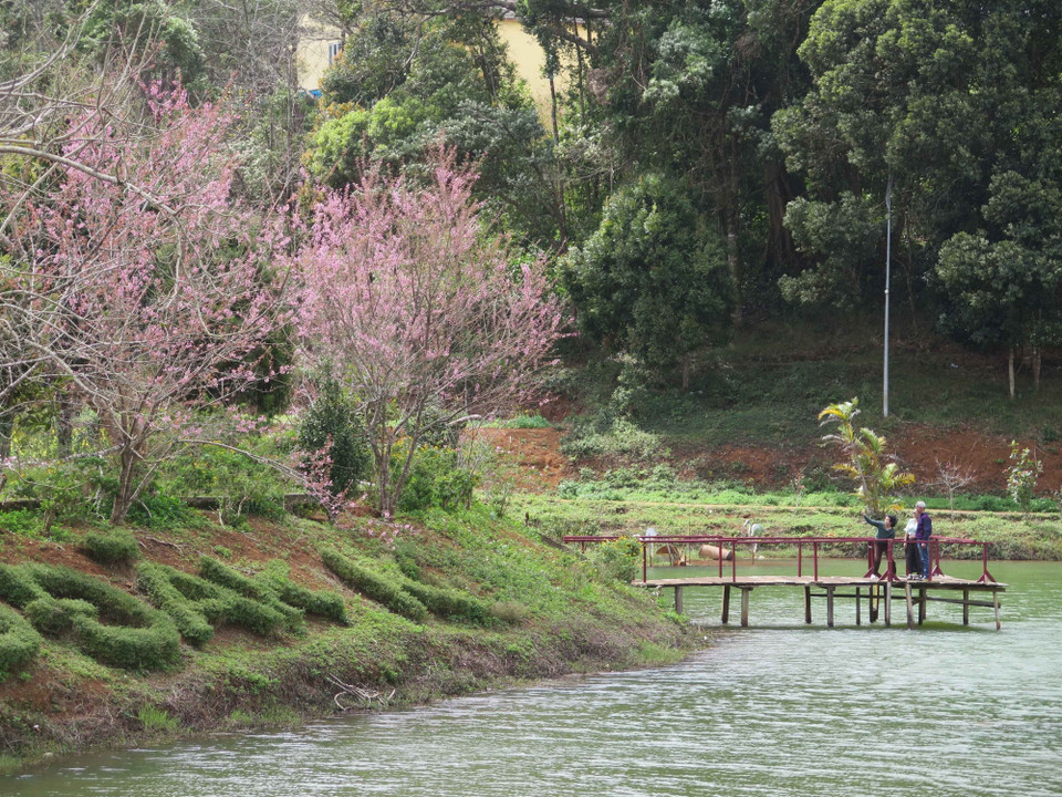 Hồ Đăk Ke - một địa điểm du lịch nổi tiếng tại thị trấn Măng Đen cũng được phủ đầy Mai anh đào. (Ảnh: Dư Toán/TTXVN)