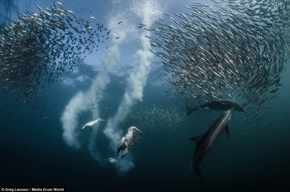 Đàn cá mòi với số lượng lên tới hàng triệu con đang thực hiện chuyến di cư của mình. (Nguồn: Daily Mail)