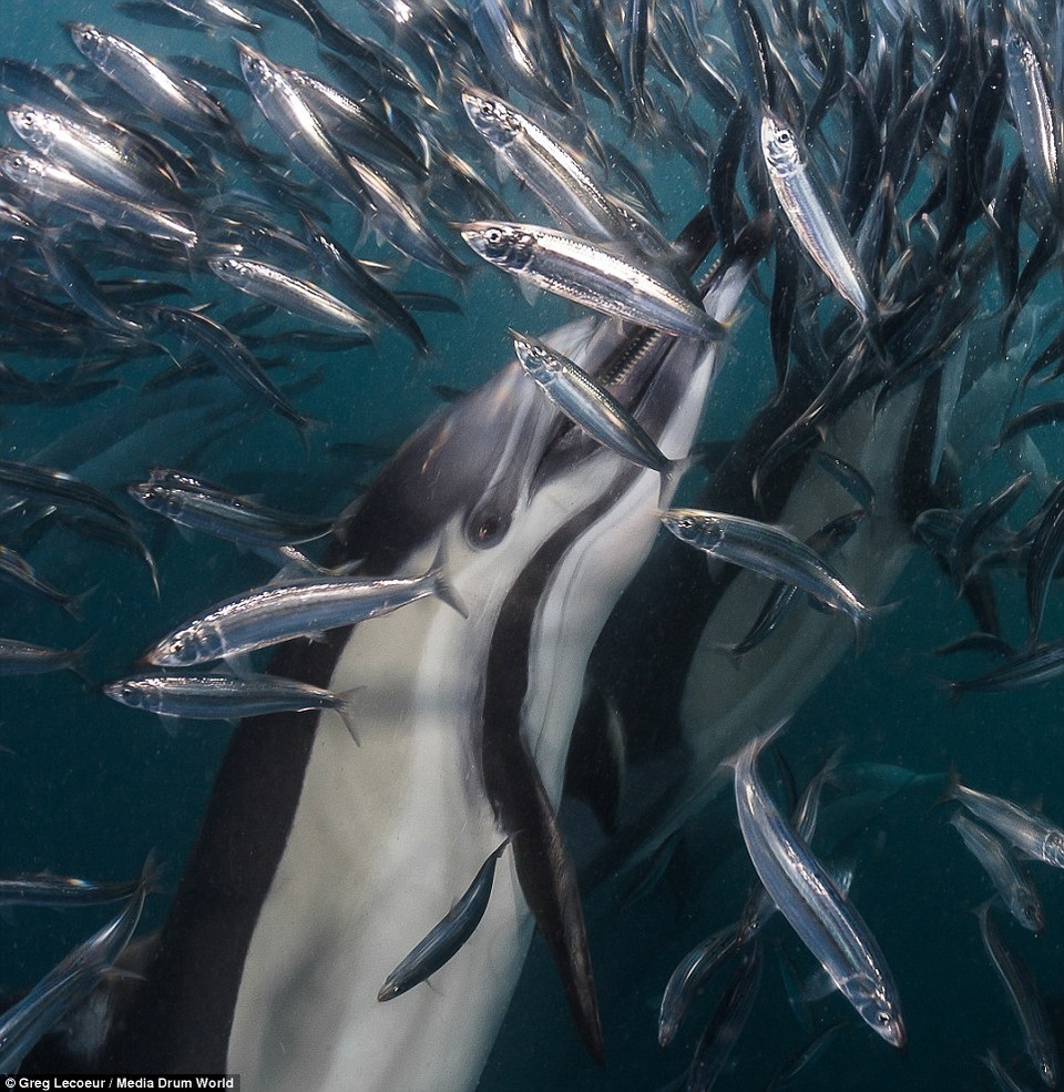 Những chú cá heo, cá voi, chim biển hay hải cẩu đã có cơ hội nạp đầy năng lượng khi đối mặt với đàn cá mòi khổng lồ. (Nguồn: Daily Mail)