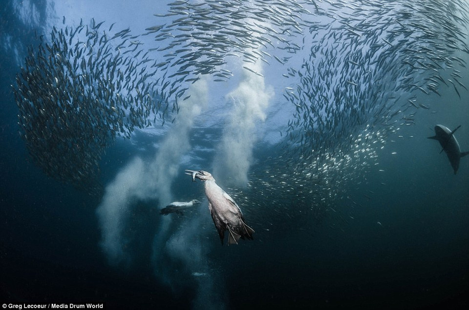 Những chú cá heo, cá voi, chim biển hay hải cẩu đã có cơ hội nạp đầy năng lượng khi đối mặt với đàn cá mòi khổng lồ. (Nguồn: Daily Mail)