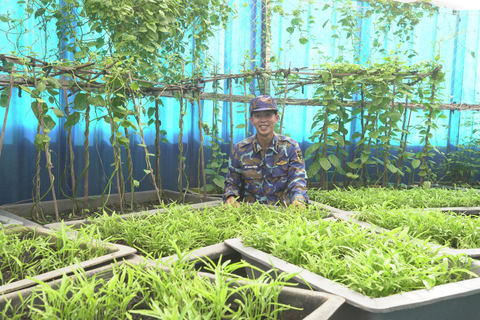 Vườn rau tự tăng gia của các cán bộ, chiến sỹ trên đảo Đá Nam. (Ảnh: Ngọc Đức/TTXVN)