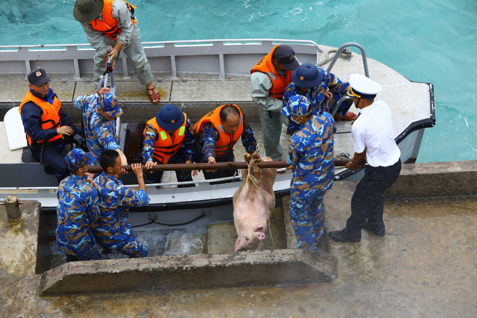 Chuyển vật nuôi đến các chiến sỹ trên đảo. (Ảnh: Ngọc Đức/TTXVN)