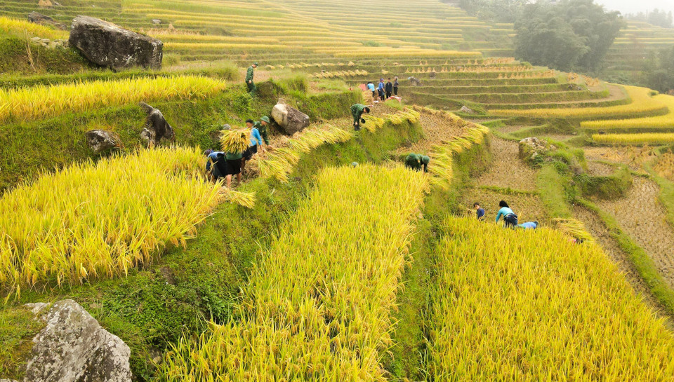 Bộ đội Biên phòng giúp dân gặt lúa. (Ảnh: Nam Thái/TTXVN)