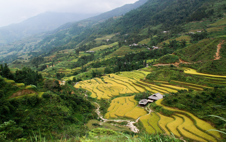 Hằng năm, cứ vào độ cuối tháng 8, đầu tháng 9 âm lịch, khi tiết trời se lạnh, những tia nắng chiếu xuống những nương lúa chín ở Hoàng Su Phì là lúc báo hiệu một mùa vàng bội thu. (Ảnh: Nam Thái/TTXVN)