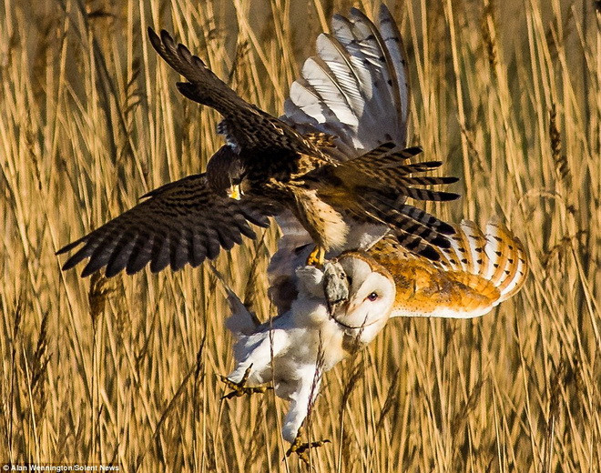 Hai chú chim cố tranh giành con chuột đồng. (Nguồn: Solent News)