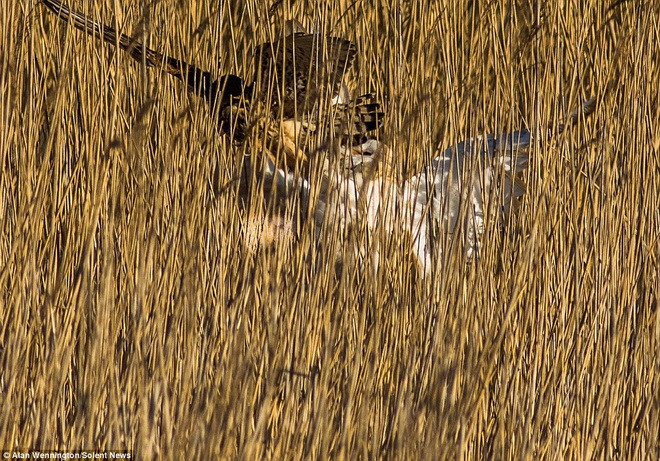 Chú chim ưng tung tung ra những miếng đánh rất quyết liệt. (Nguồn: Solent News)