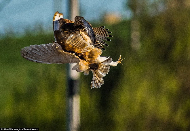 Chú chim ưng dễ dàng chiếm ưu thế nhờ sức mạnh vượt trội. (Nguồn: Solent News)