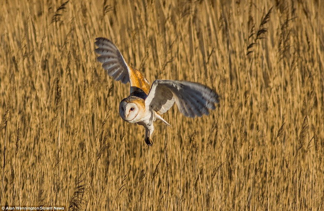 Chú cú mèo phải đi tìm miếng mồi mới. (Nguồn: Solent News)
