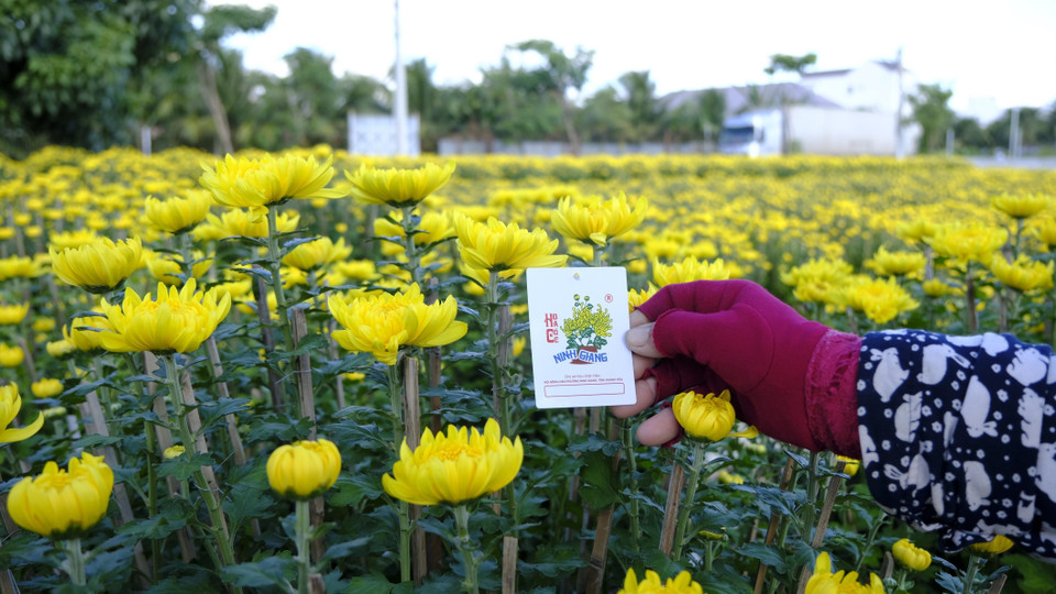 Hoa cúc Ninh Giang được đăng ký thương hiệu. (Ảnh: Đặng Tuấn/TTXVN)