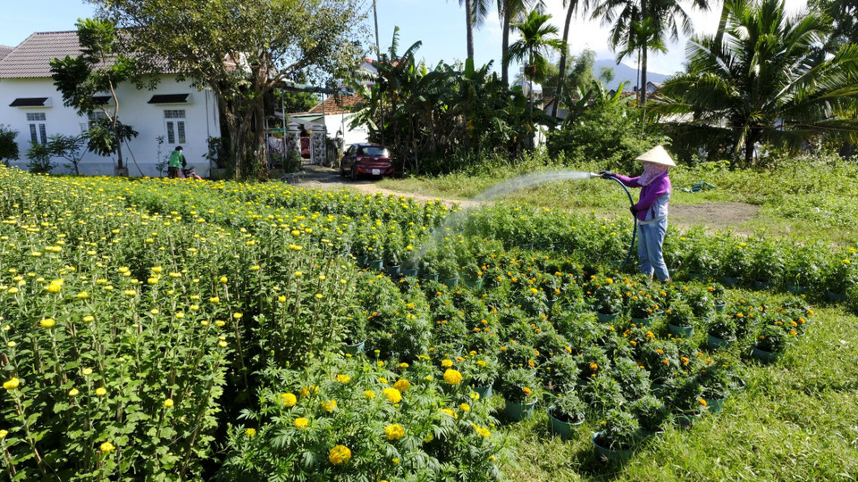  Những ngày giáp tết Nguyên đán Quý Mão 2023, làng hoa Ninh Giang, thị xã Ninh Hòa, vựa hoa cúc nổi tiếng của tỉnh Khánh Hòa, đang tất bật, rộn ràng để đưa những chậu hoa cúc đến các tỉnh, thành tiêu thụ. (Ảnh: Đặng Tuấn/TTXVN)