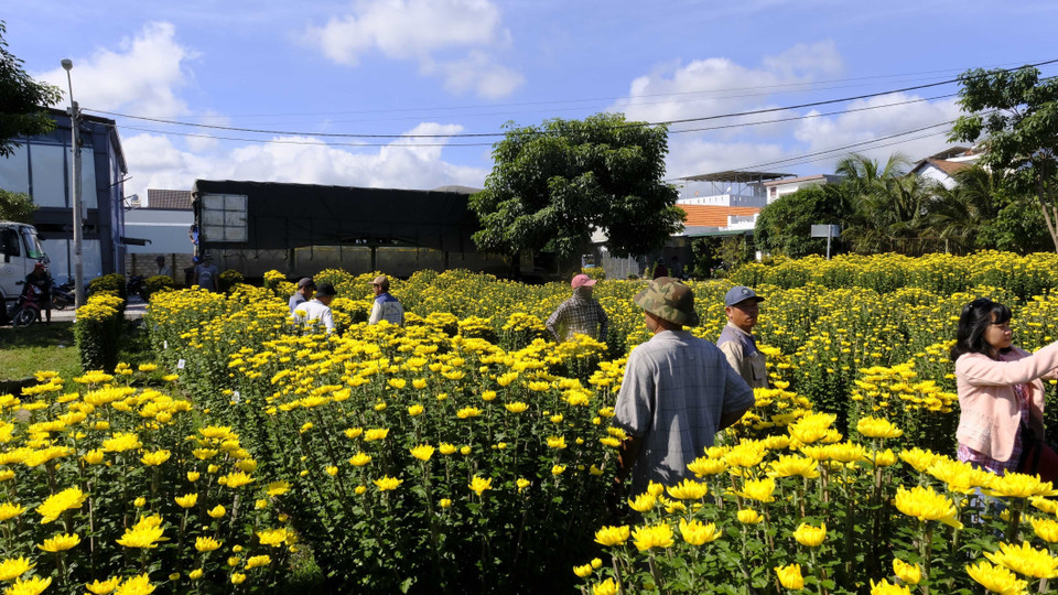 Khách đến vườn để mua hoa. (Ảnh: Đặng Tuấn/TTXVN)