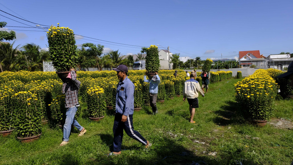Vụ hoa cúc Tết năm nay, toàn phường trồng 45.000 chậu các loại gồm giống pha lê và đại đóa, trong đó 80% số lượng chậu hoa có đường kính từ 50-80cm. (Ảnh: Đặng Tuấn/TTXVN)