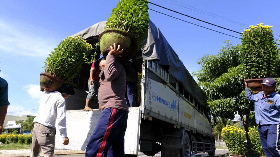 Nhân công bốc vác hoa lên xe. (Ảnh: Đặng Tuấn/TTXVN)