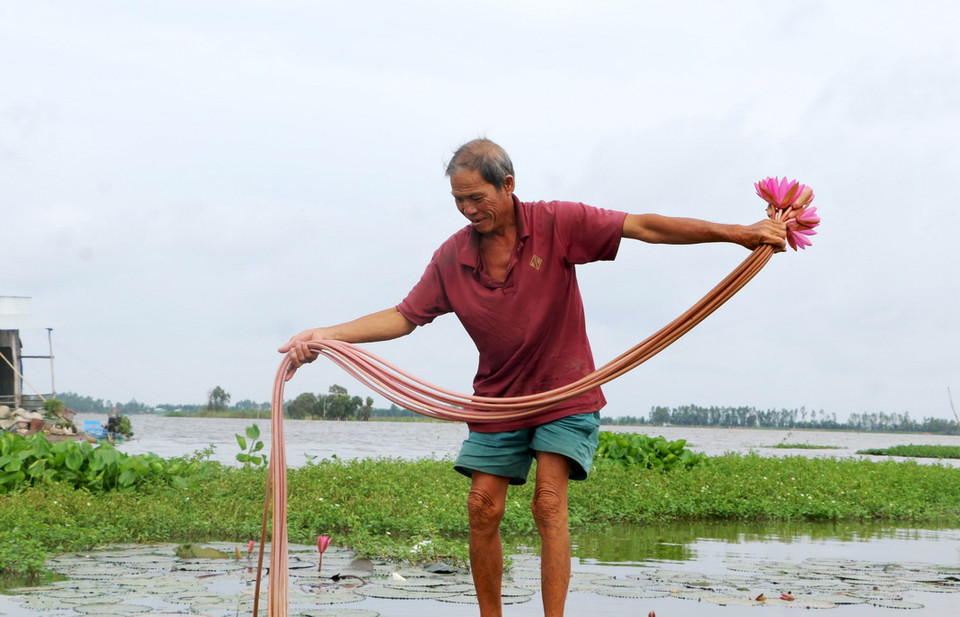 Thu hoạch bông súng kiếm mỗi ngày 400-500 nghìn đồng. (Ảnh: Trường Giang/TTXVN)