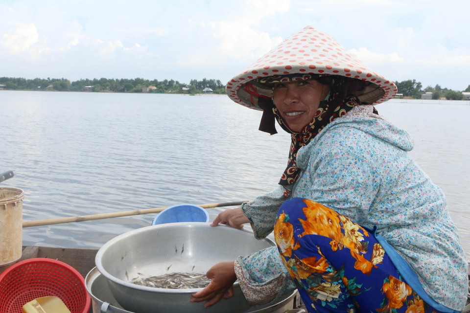 Người dân thu hoạch cá linh (loài cá đặc sản chỉ có trong mùa lũ) trên cánh đồng ở xã Khánh Hưng (Vĩnh Hưng, Long An). (Ảnh: Trường Giang/TTXVN)