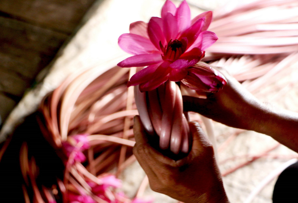 Bông súng là loại sản vật giúp nhiều người dân ở vùng Đồng Tháp Mười tăng thêm thu nhập trong mùa lũ. (Ảnh: Trường Giang/TTXVN)