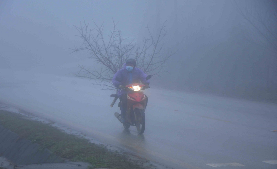 Người dân xã Lóng Luông, huyện Vân Hồ (Sơn La) vận chuyển đào để bán cho thương lái. (Ảnh: Quang Quyết/TTXVN)