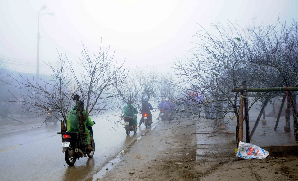 Tại các điểm tập kết đào phục vụ Tết dọc Quốc lộ 6 qua địa bàn các xã Lóng Luông và Vân Hồ, huyện Vân Hồ năm nay vắng khách mua đào do ảnh hưởng của dịch COVID-19. (Ảnh: Quang Quyết/TTXVN)