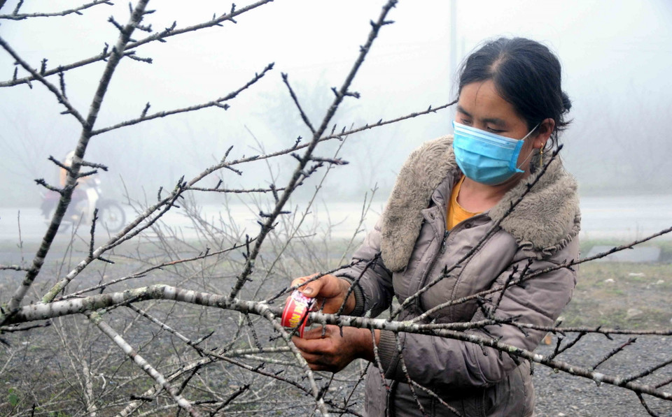 Người dân dán tem đào Vân Hồ (Sơn La) trước khi cung cấp ra thị trường. (Ảnh: Quang Quyết/TTXVN)