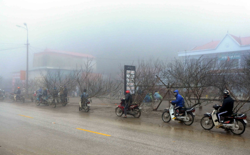 Do chất lượng đào không đẹp như các năm trước và do ảnh hưởng của dịch COVID-19 nên thương lái và khách du lịch chưa đến mua nhiều. (Ảnh: Quang Quyết/TTXVN)