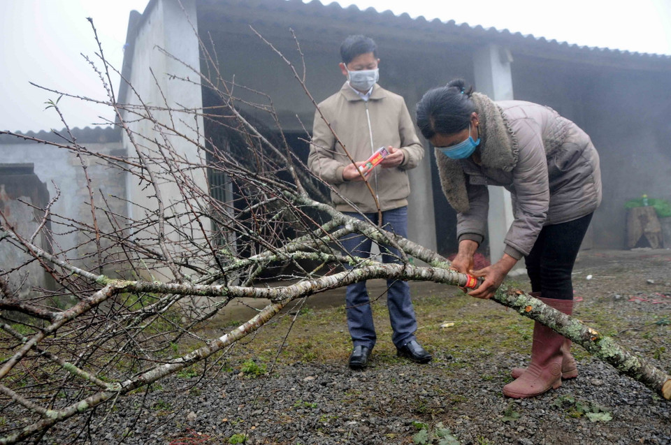 Người dân dán tem đào Vân Hồ (Sơn La) trước khi cung cấp ra thị trường. (Ảnh: Quang Quyết/TTXVN)