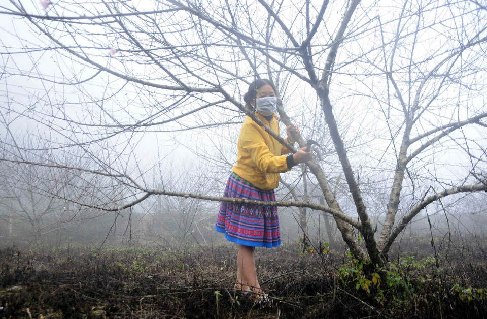 Hầu hết các hộ dân trồng đào trên địa bàn xã Lóng Luông, huyện Vân Hồ đều là người dân tộc Mông. Đối với họ, việc trồng đào phục vụ Tết hiệu quả hơn nhiều so với trồng ngô, trồng sắn như trước kia. (Ảnh: Quang Quyết/TTXVN)