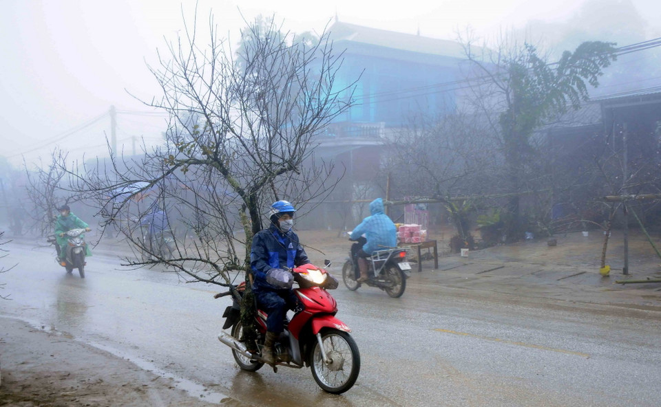 Người dân xã Lóng Luông, huyện Vân Hồ (Sơn La) vận chuyển đào để bán cho thương lái. (Ảnh: Quang Quyết/TTXVN)