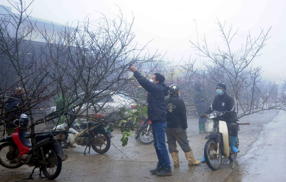 Thời điểm này chỉ có vài nhóm thương lái từ các tỉnh miền xuôi lên, tuy nhiên do đào chất lượng kém vì đã nở sớm nên các thương lái cũng chưa muốn thu mua nhiều. (Ảnh: Quang Quyết/TTXVN)