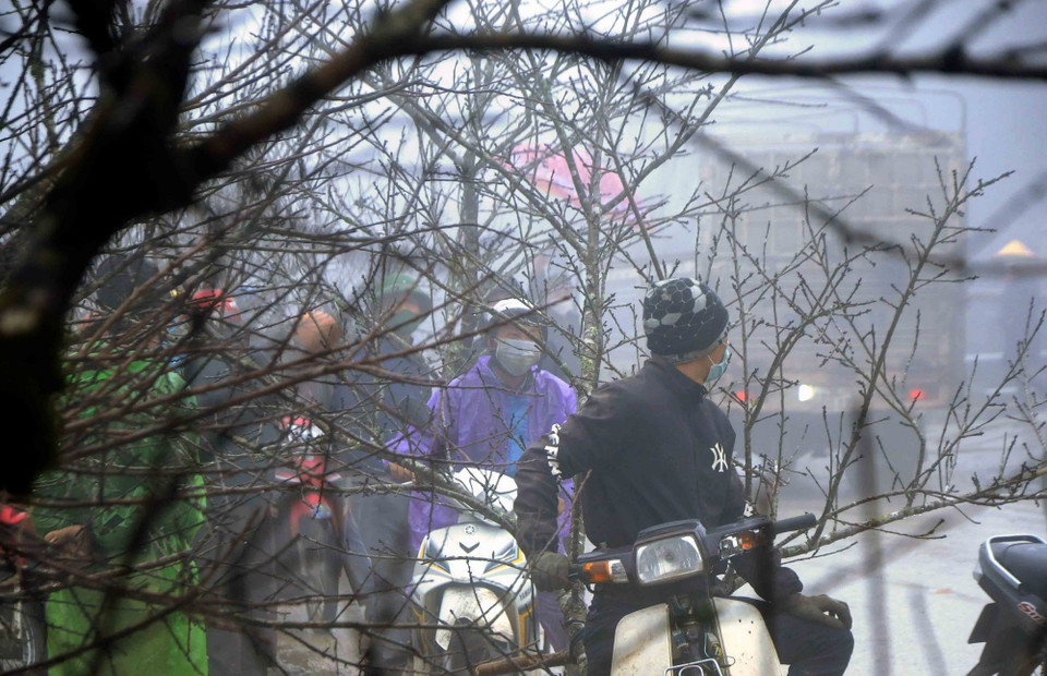 Tại các điểm tập kết đào phục vụ Tết dọc Quốc lộ 6 qua địa bàn các xã Lóng Luông và Vân Hồ, huyện Vân Hồ năm nay vắng khách mua đào do ảnh hưởng của dịch COVID-19. (Ảnh: Quang Quyết/TTXVN)