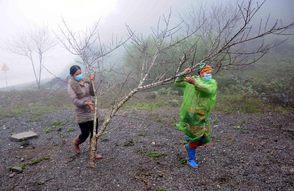 Người dân trên địa bàn huyện Vân Hồ (Sơn La) sẽ có thu nhập từ 10.000 đến 20.000 đồng khi vận chuyển và quấn bó mỗi cành đào. (Ảnh: Quang Quyết/TTXVN)
