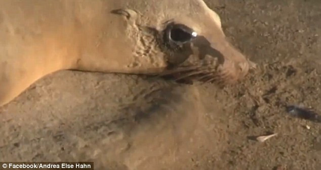 Hải cẩu mẹ kêu lớn khi thấy con mình không cử động. (Nguồn: Andrea Hahn)