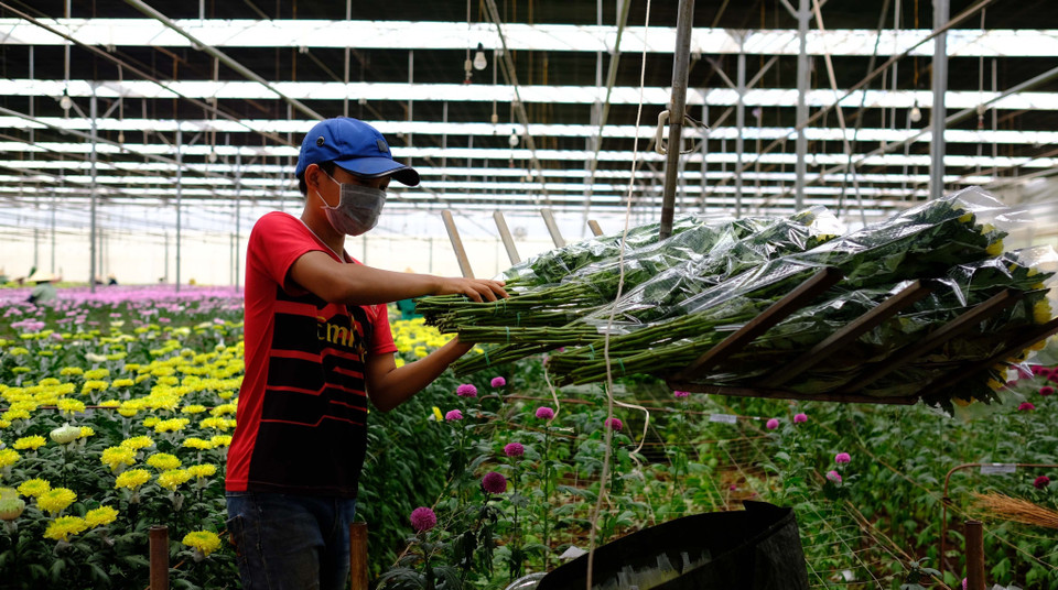 Công nhân thu hoạch hoa cúc tại trang trại chuyên trồng để cung cấp hoa cho Australia. (Ảnh: Nguyễn Dũng/TTXVN)